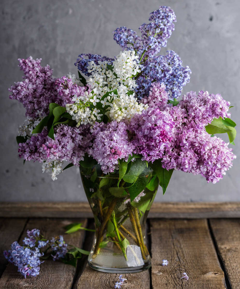 Lilac flowers (pixabay Daria-Yakovleva)