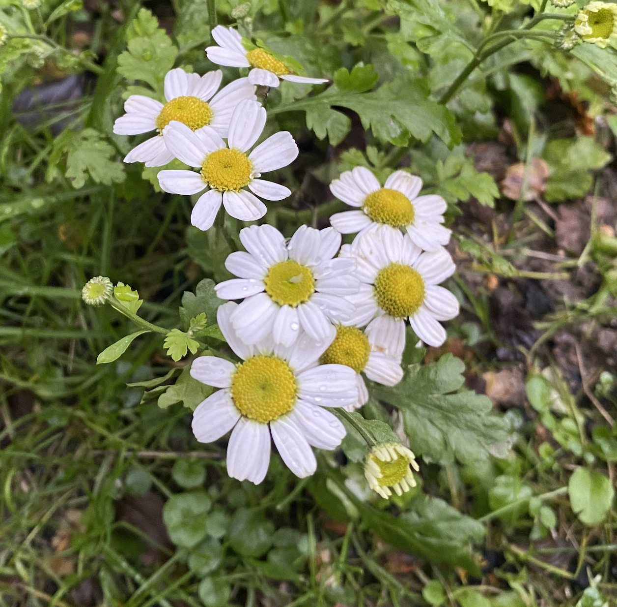 feverfew