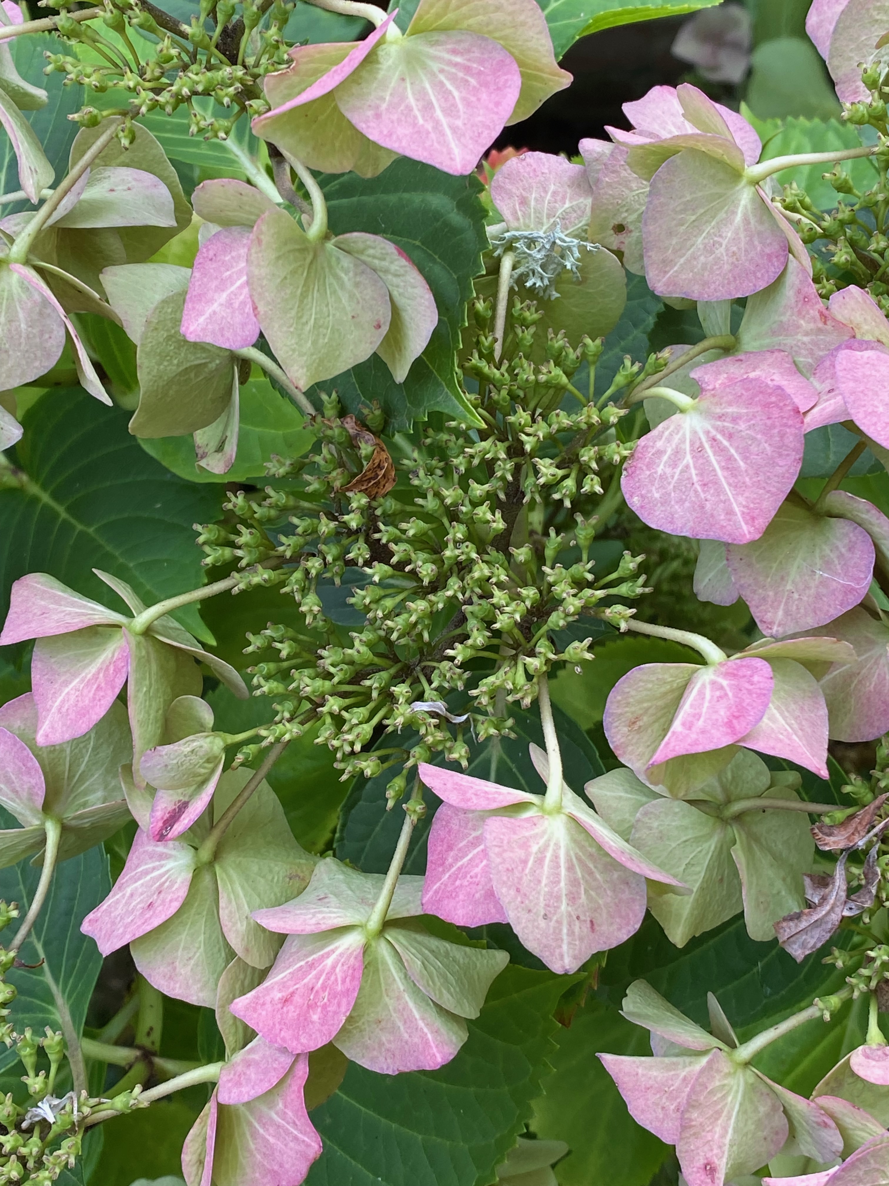 Hydrangea