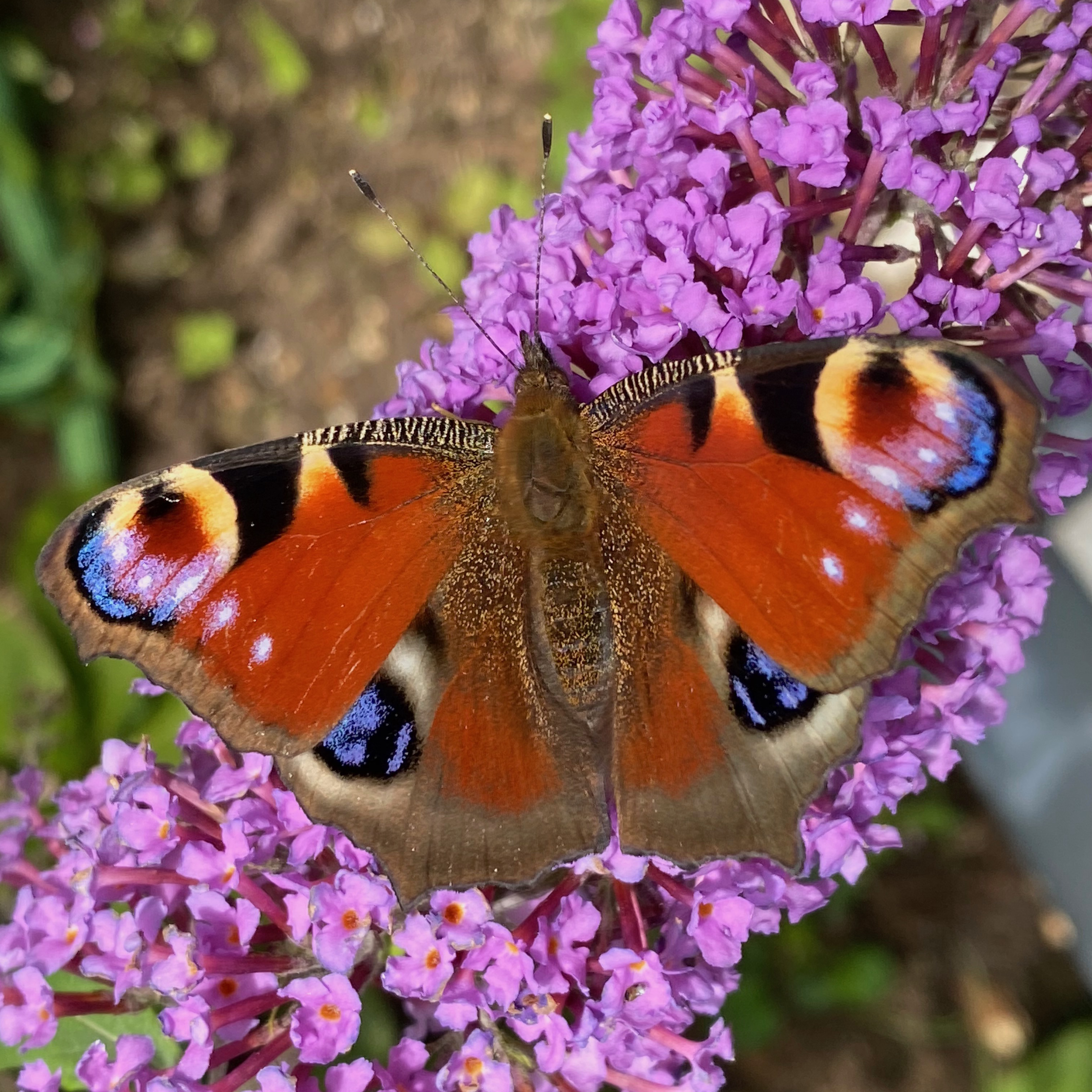 peacock