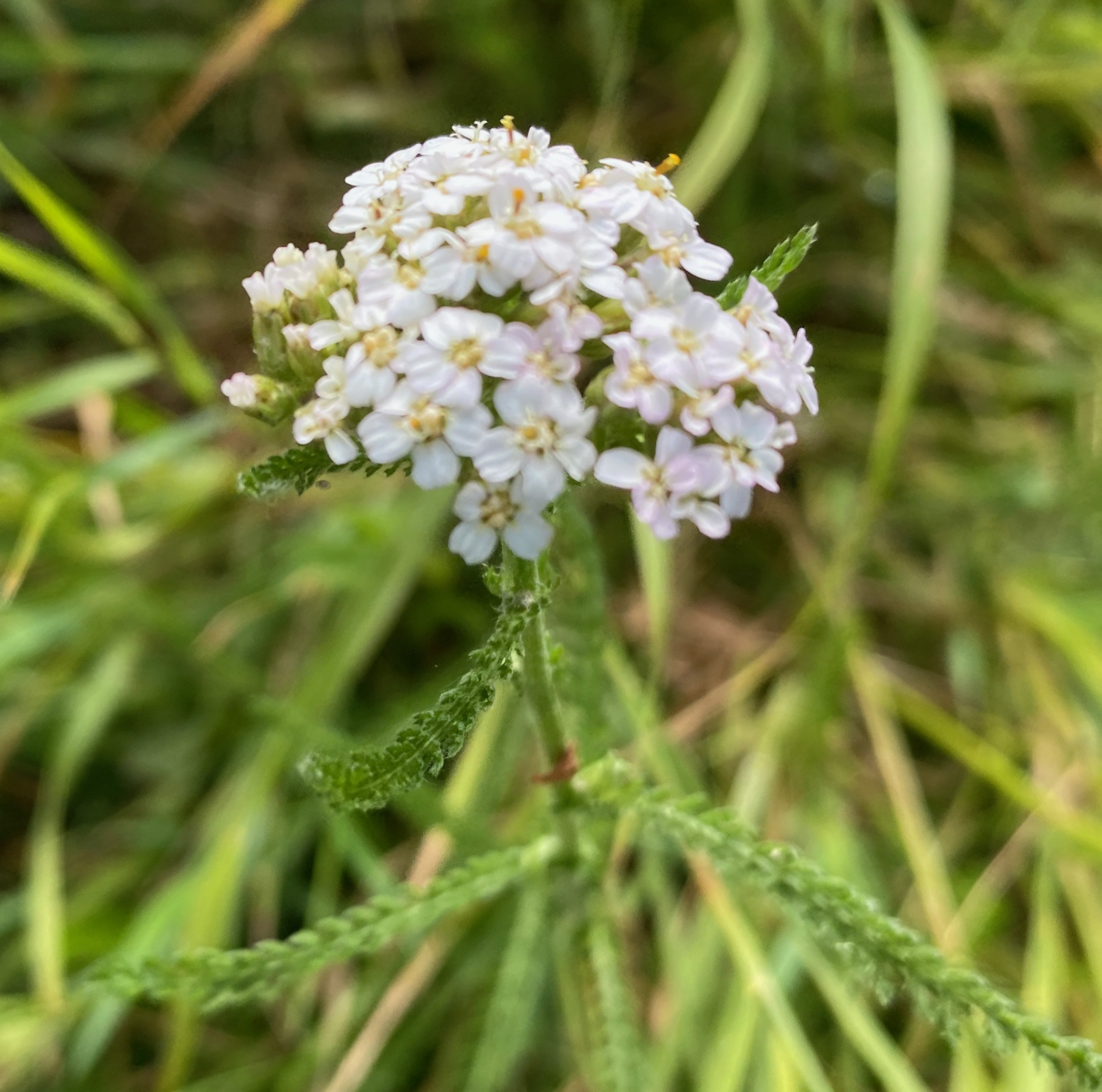 Yarrow