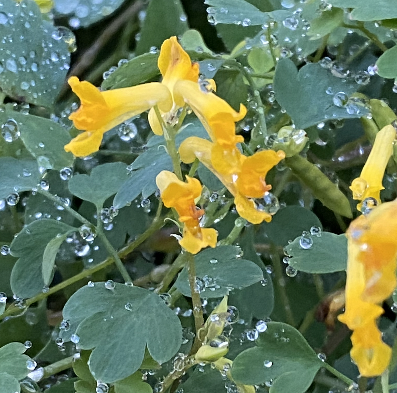 yellow corydalis