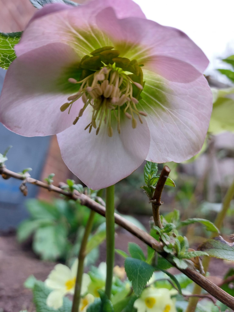 hellebore