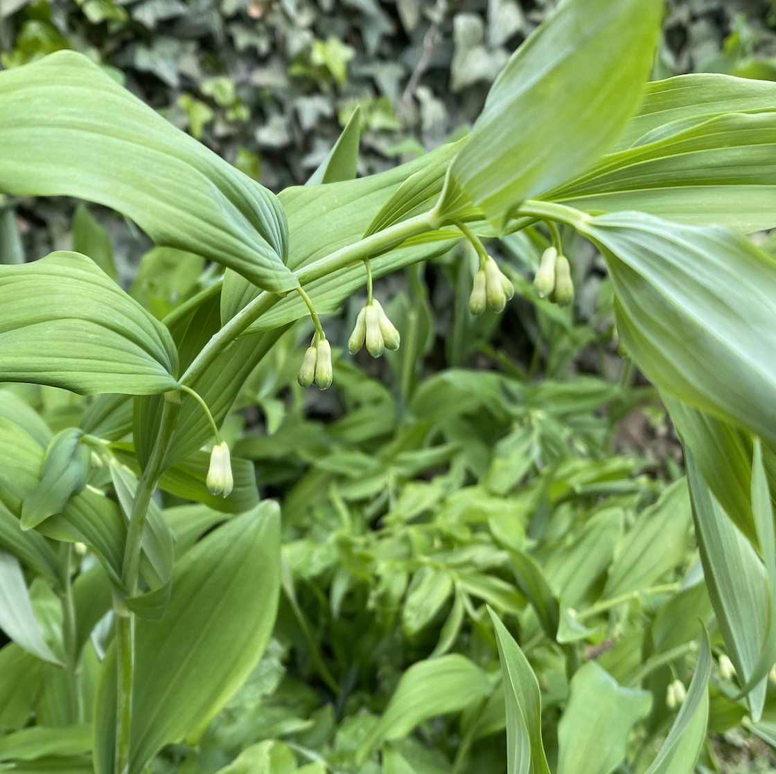 Solomon's seal