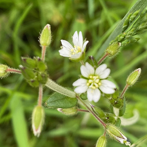 Mouse ear chickweed