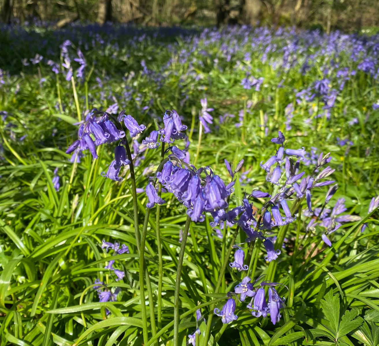 Bluebells in Hook