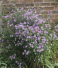 Michaelmas daisies always have a good show of colour, these are outside the Rectory