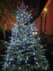 the Christmas tree at St John's